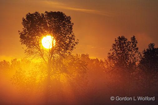 Tree In Misty Sunrise_14131.jpg - Photographed along the Rideau Canal Waterway near Smiths Falls, Ontario, Canada.